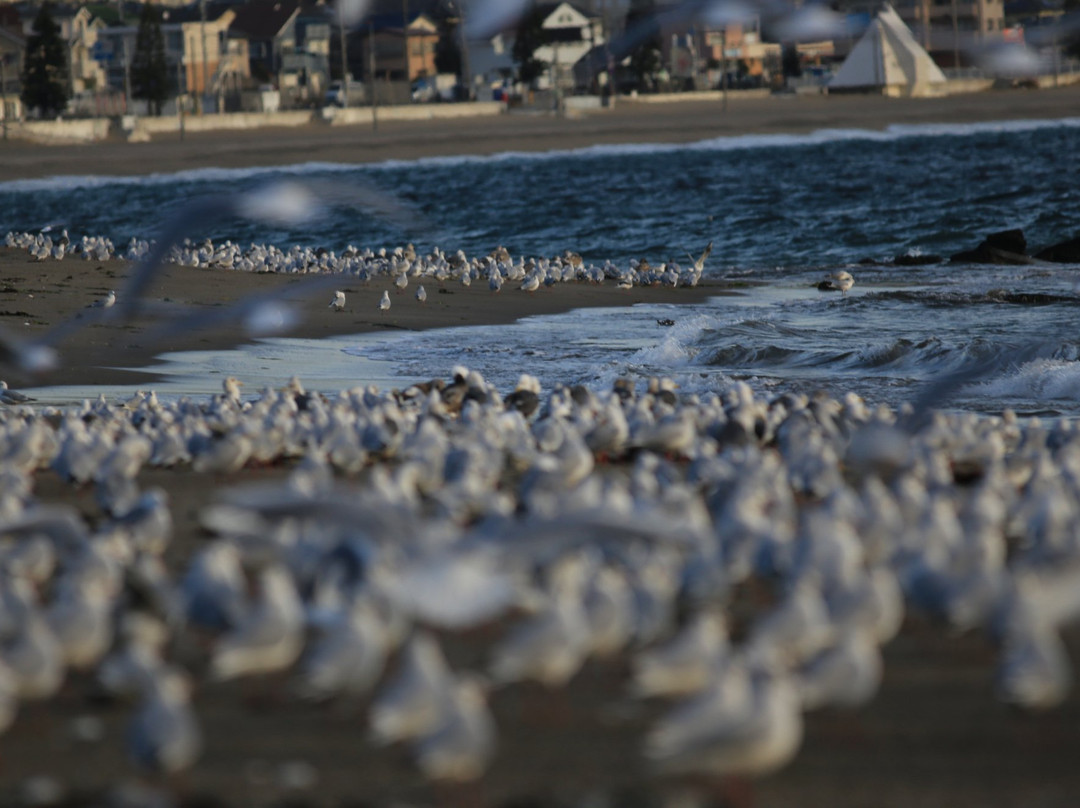Kikuna Beach-三浦市必去景点