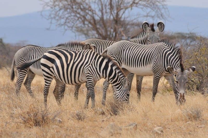 Shaba National Reserve景点图片
