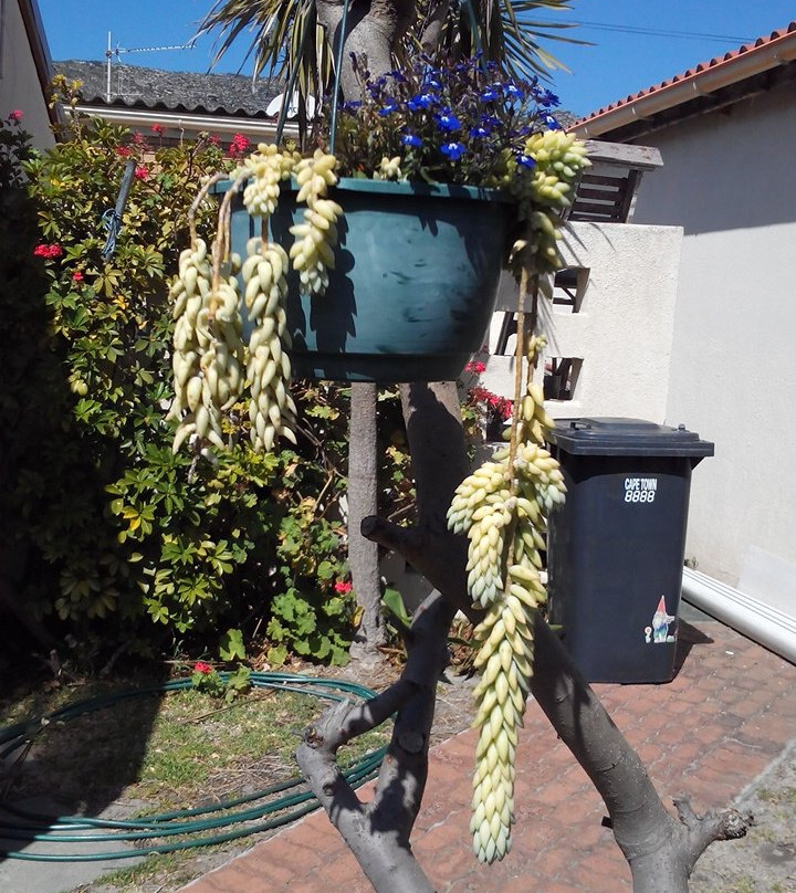 Joy's Self Catering and B&B主图