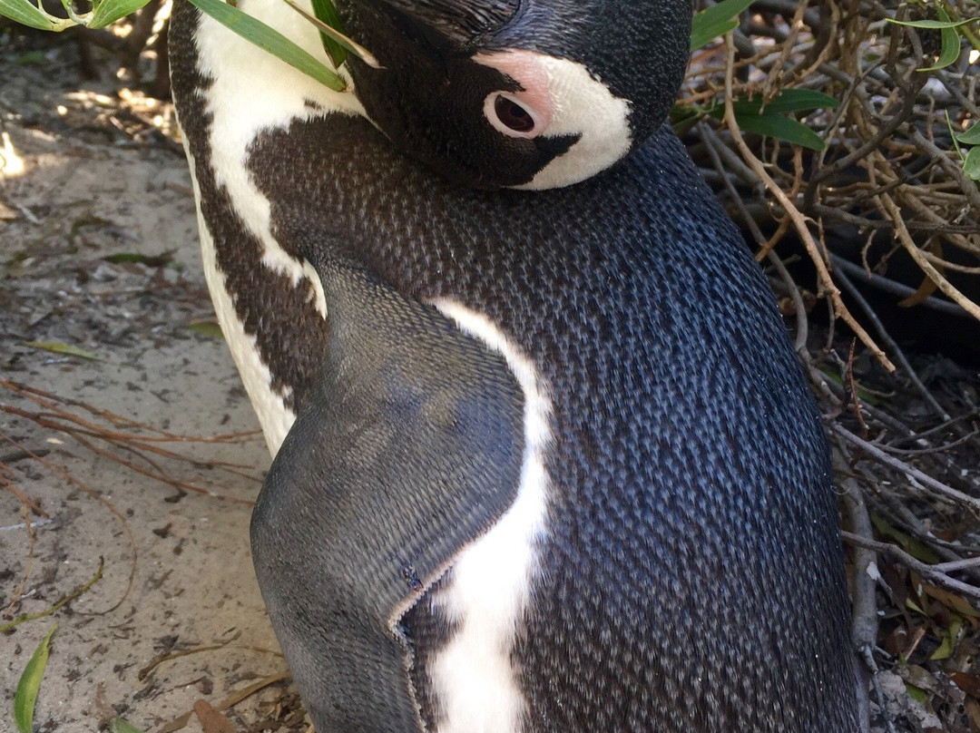 Simon's Town Country Club-西门镇必去景点