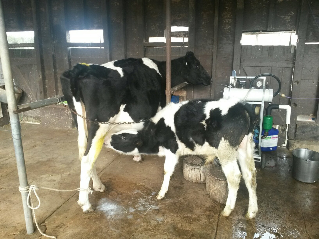 Mowbray Park Holidays-Picton必去景点