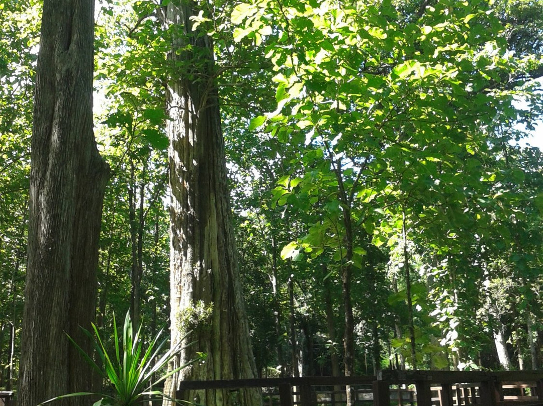Sak Yai Forest Park-喃博必去景点