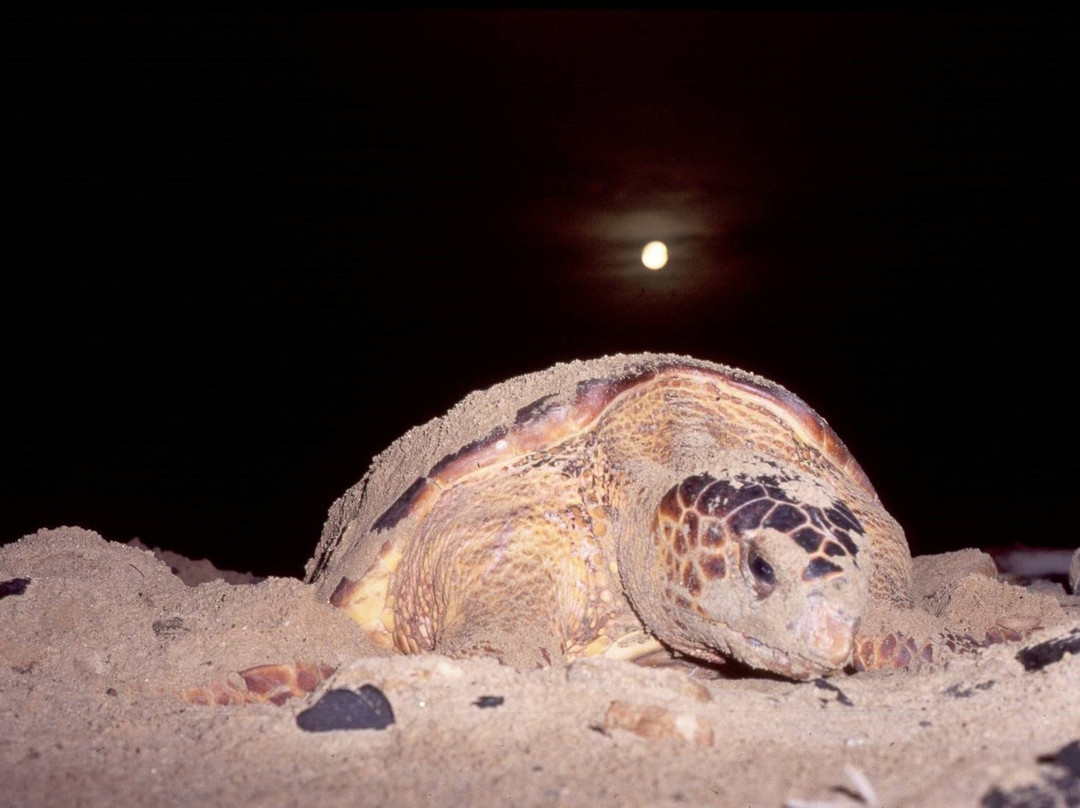 Sabura Center-萨尔雷必去景点