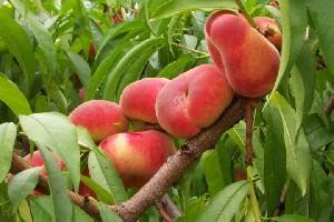 Prospect Hill Orchards景点图片
