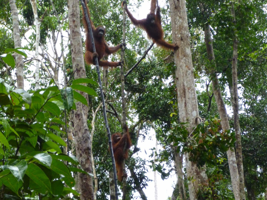 Orangutan Houseboat Tour景点图片