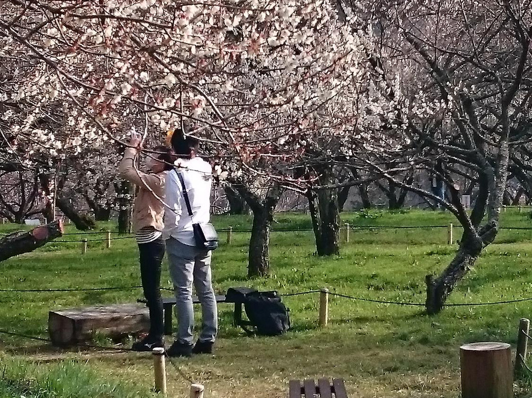 Kogezawa Plum Grove景点图片