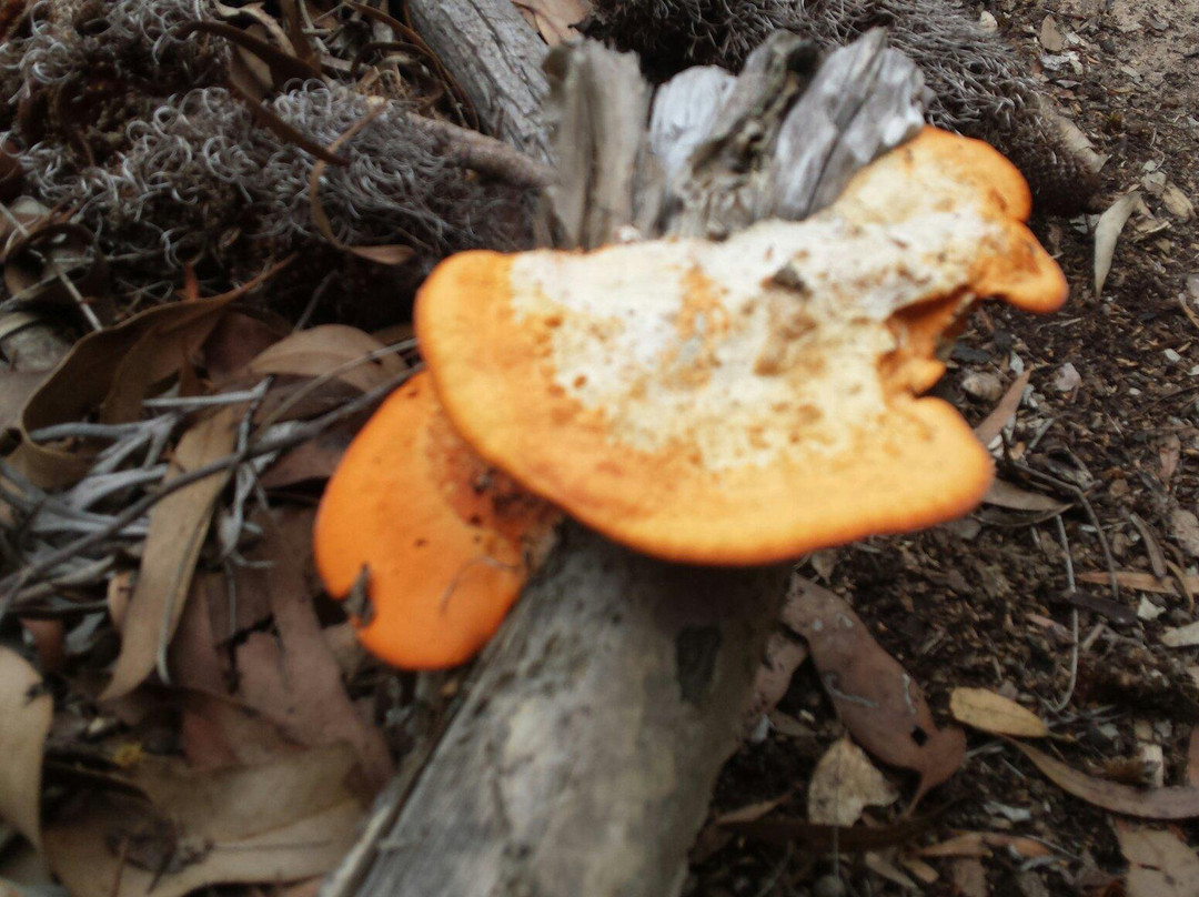 Nangawooka Flora Reserve-维克多港必去景点