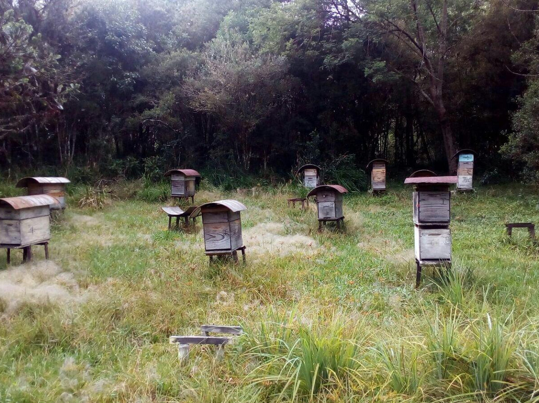 Apiario Cambara-Cambará do Sul必去景点