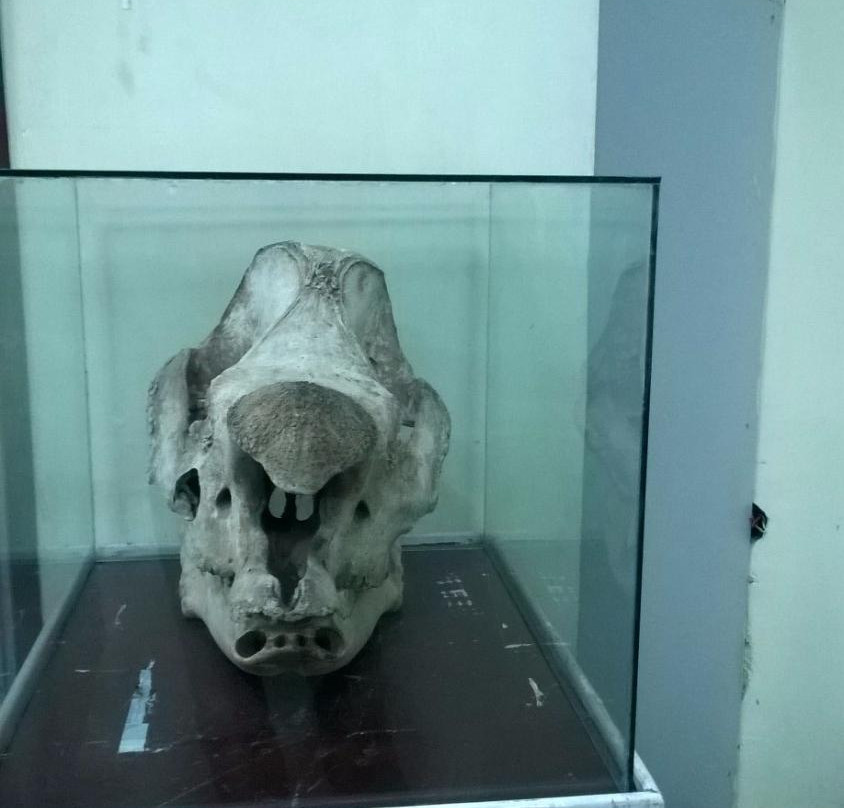 Regional Museum of Natural History景点图片