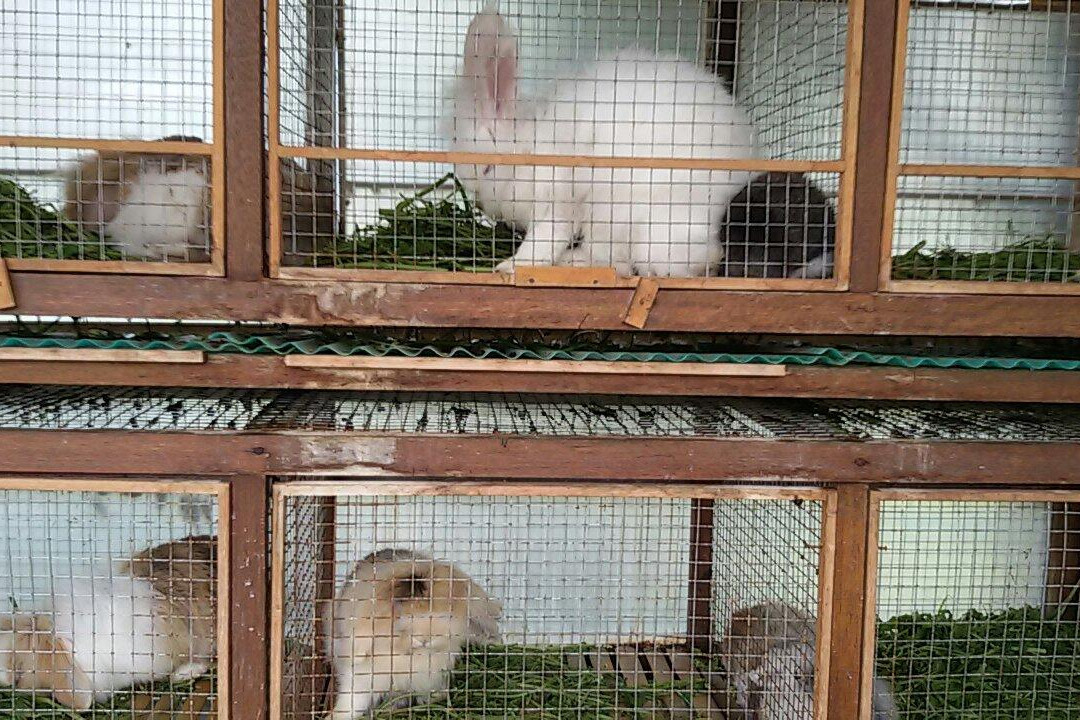 Ciwidey Rabbit Park-万隆必去景点