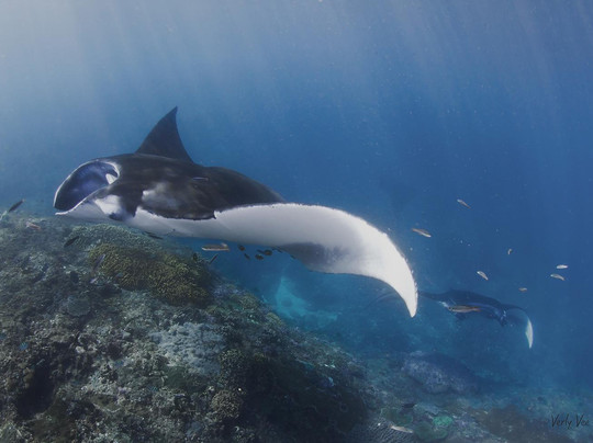 Bali Fun Diving-登巴萨必去景点