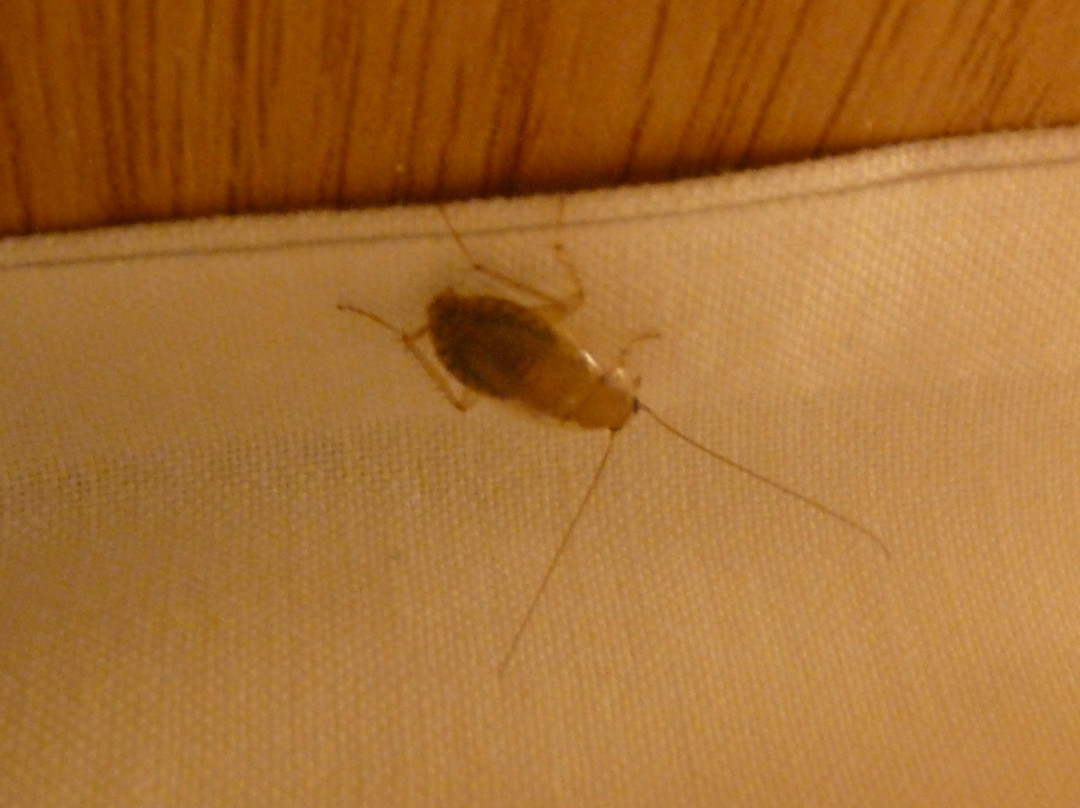 B&B HOTEL Saint-Michel-sur-Orge