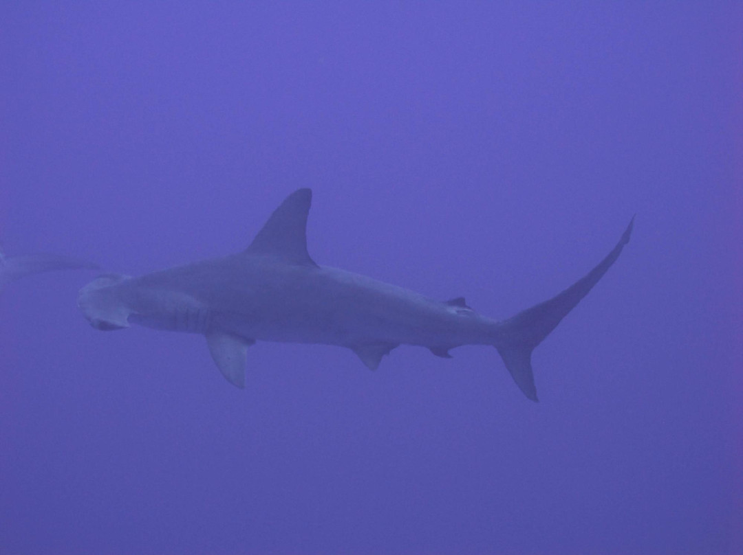 Daedalus Reef Lighthouse-红海和西奈半岛必去景点