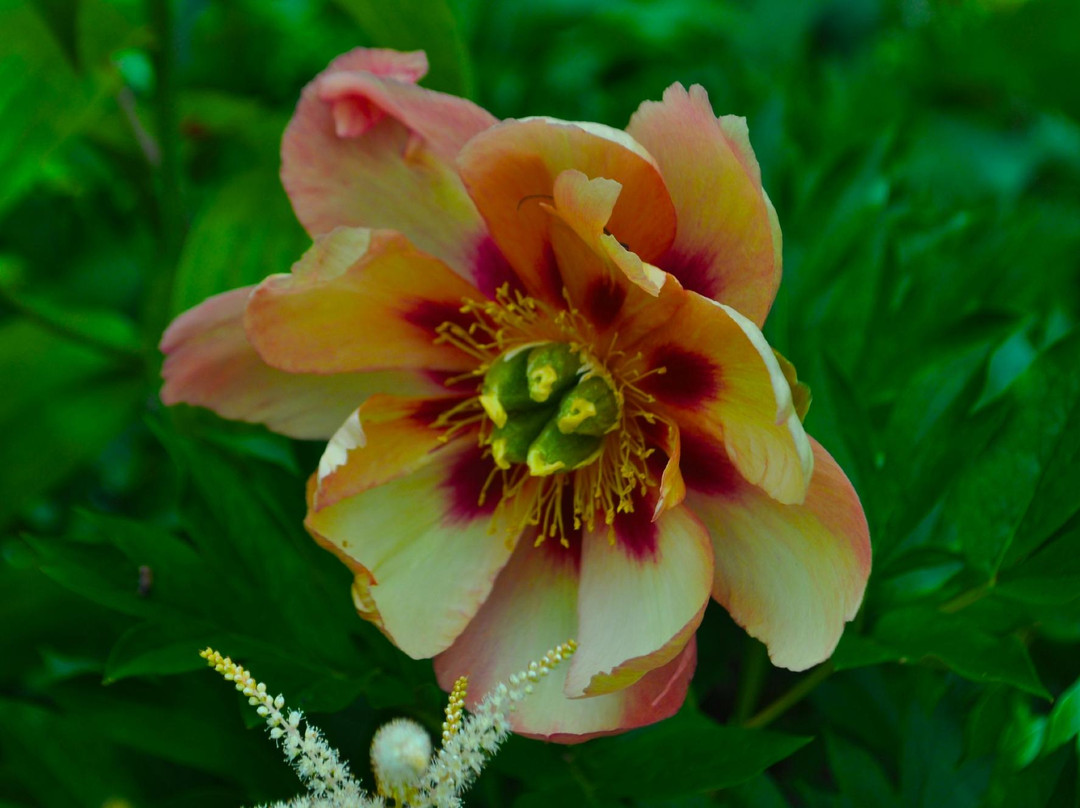 Plant Paradise Country Gardens-卡利登必去景点