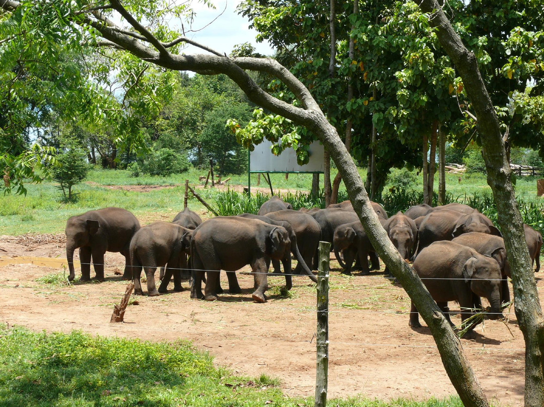 Elephant Transit Home (ETH)景点图片