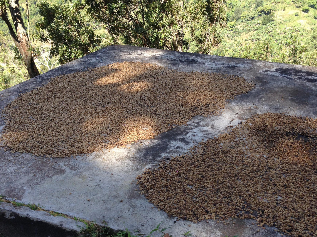 Blue Mountain Experience-内格里尔必去景点