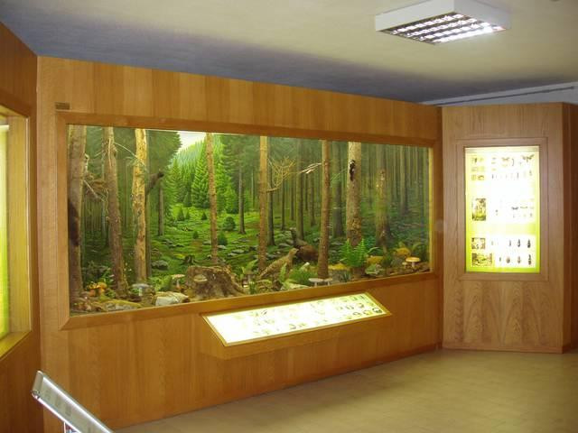 Museo Naturalistico Patrizio Rigoni景点图片