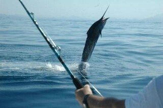 Pedro's Fishing Tours