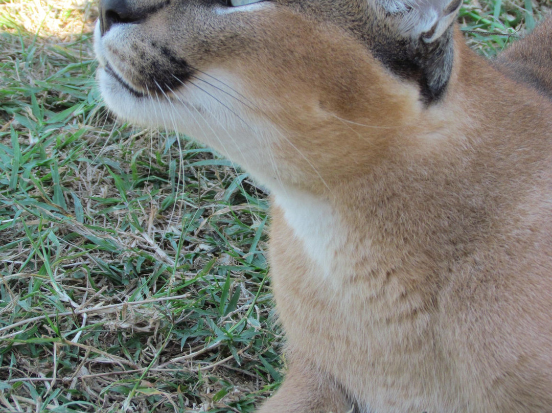 Zululand Cat Conservation Project-Hluhluwe Game Reserve必去景点