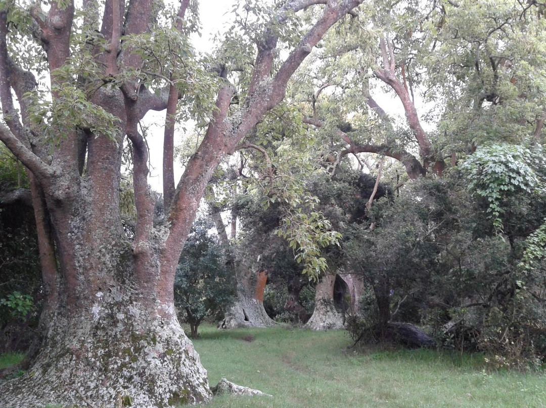 Monte de Ombues-Rocha必去景点