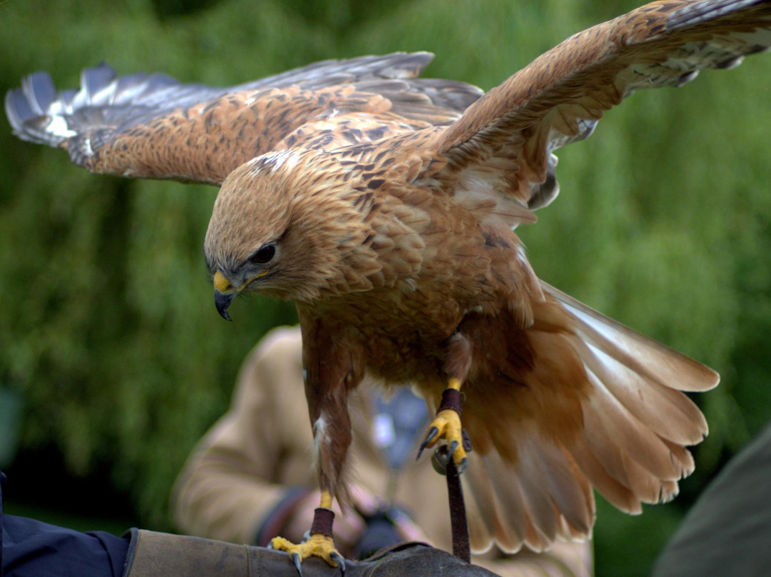 Ray Prior Falconry景点图片