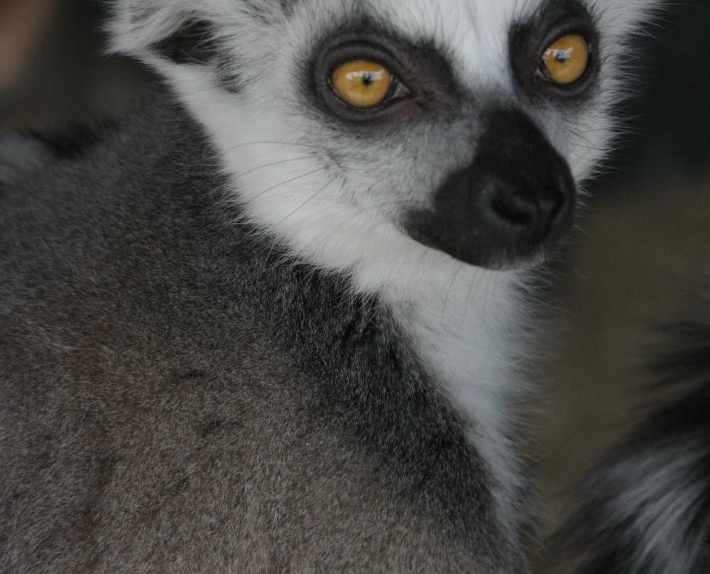 Lake Superior Zoo-德卢斯必去景点