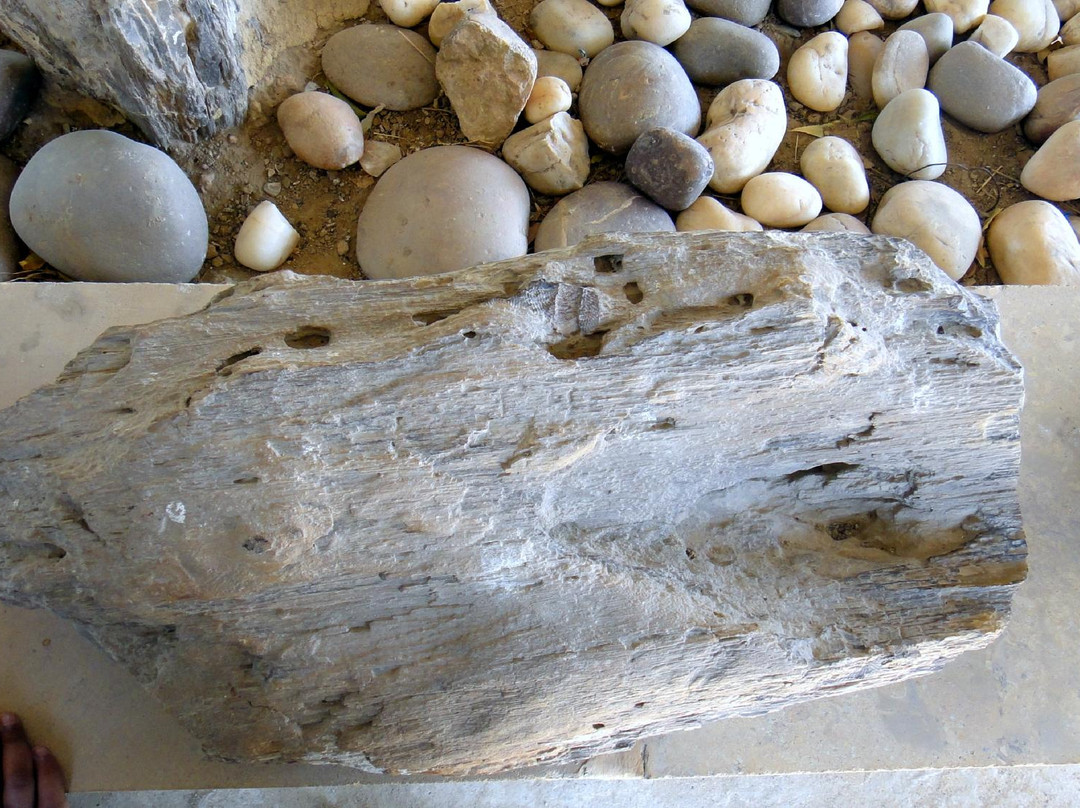 Akal Wood Fossil Park景点图片