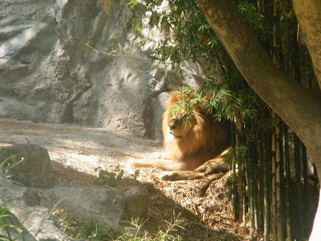 清迈动物园-清迈必去景点