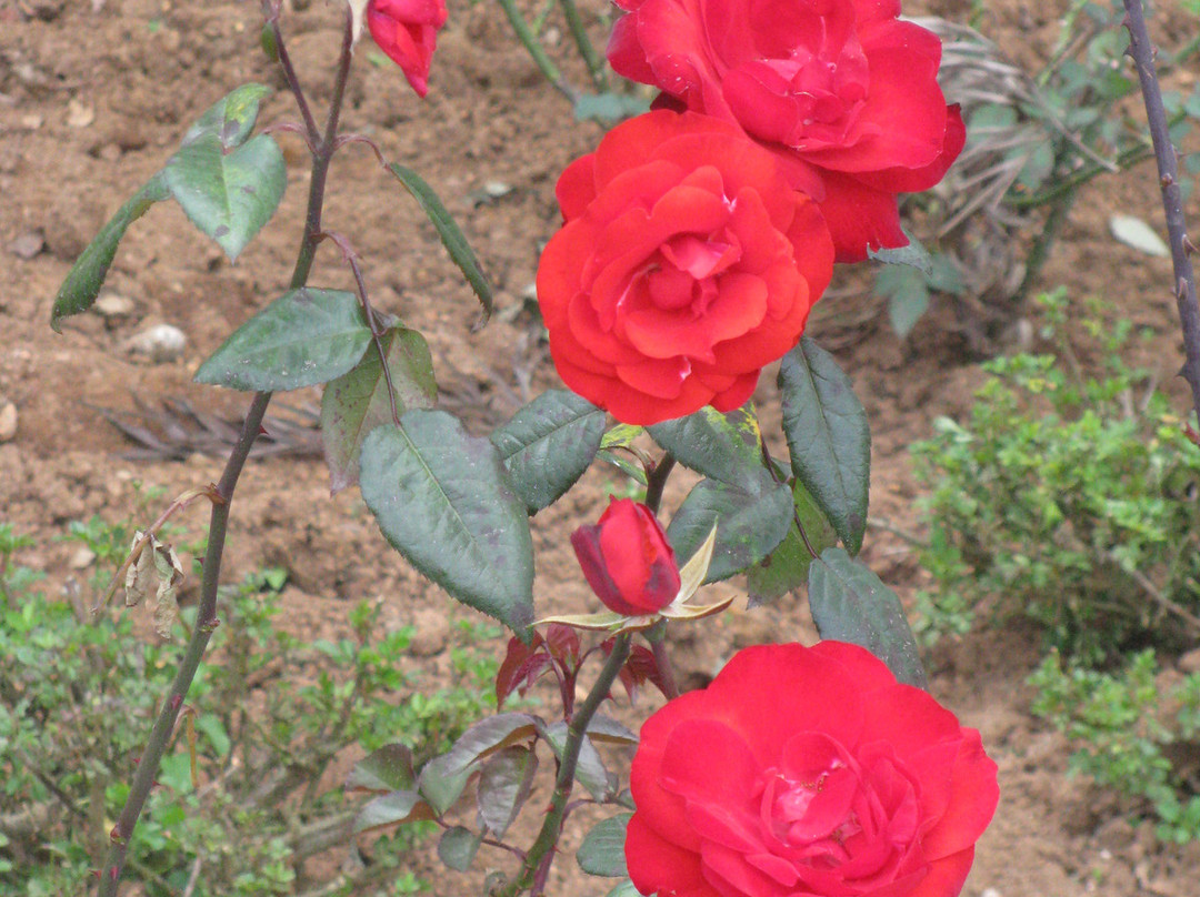 Government Rose Garden-乌提必去景点