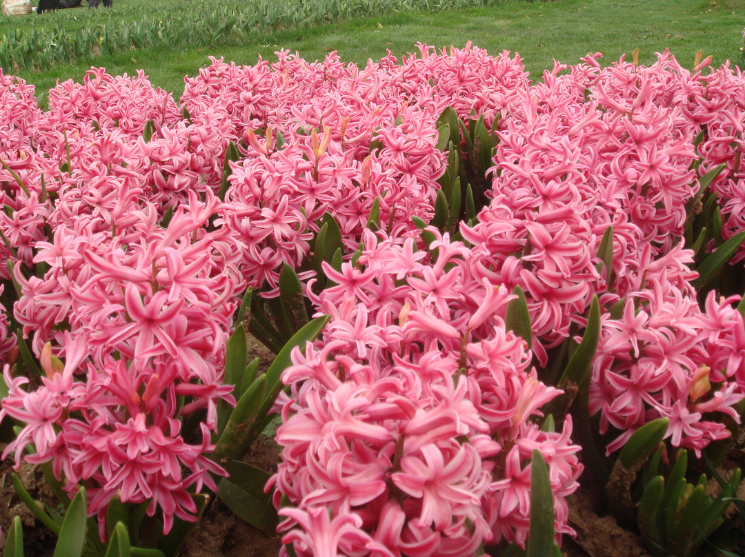 中科院植物园-武汉市必去景点