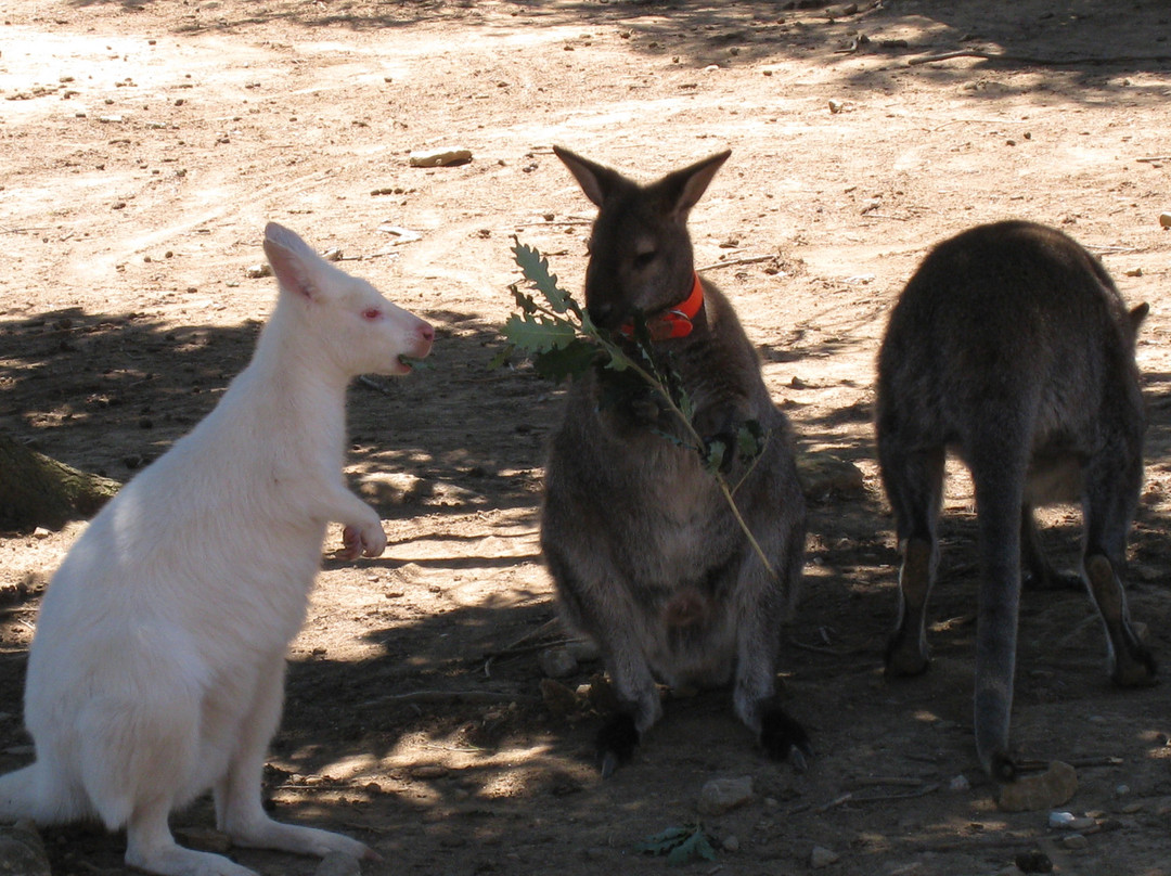 Le Parc Australien景点图片