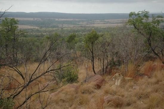 null-Entabeni Game Reserve