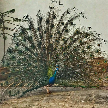 The Arab House-哈瓦那必去景点