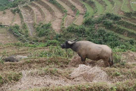 Trekking Sapa-沙巴必去景点