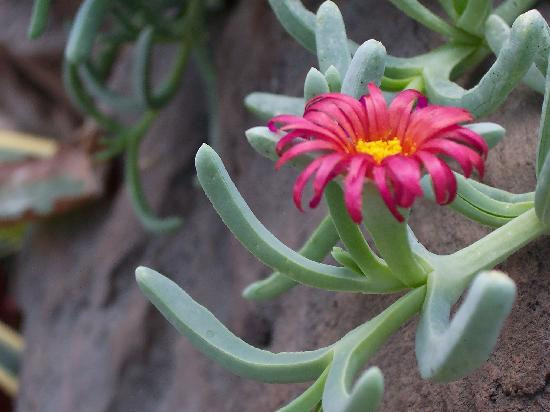ABQ BioPark Botanic Garden-阿尔伯克基必去景点