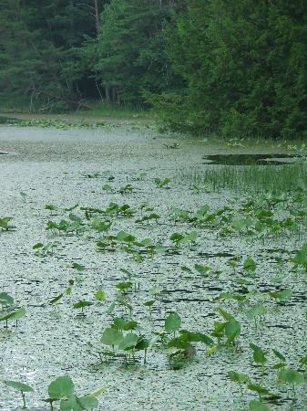 Bays Mountain Park & Planetarium-金斯波特必去景点