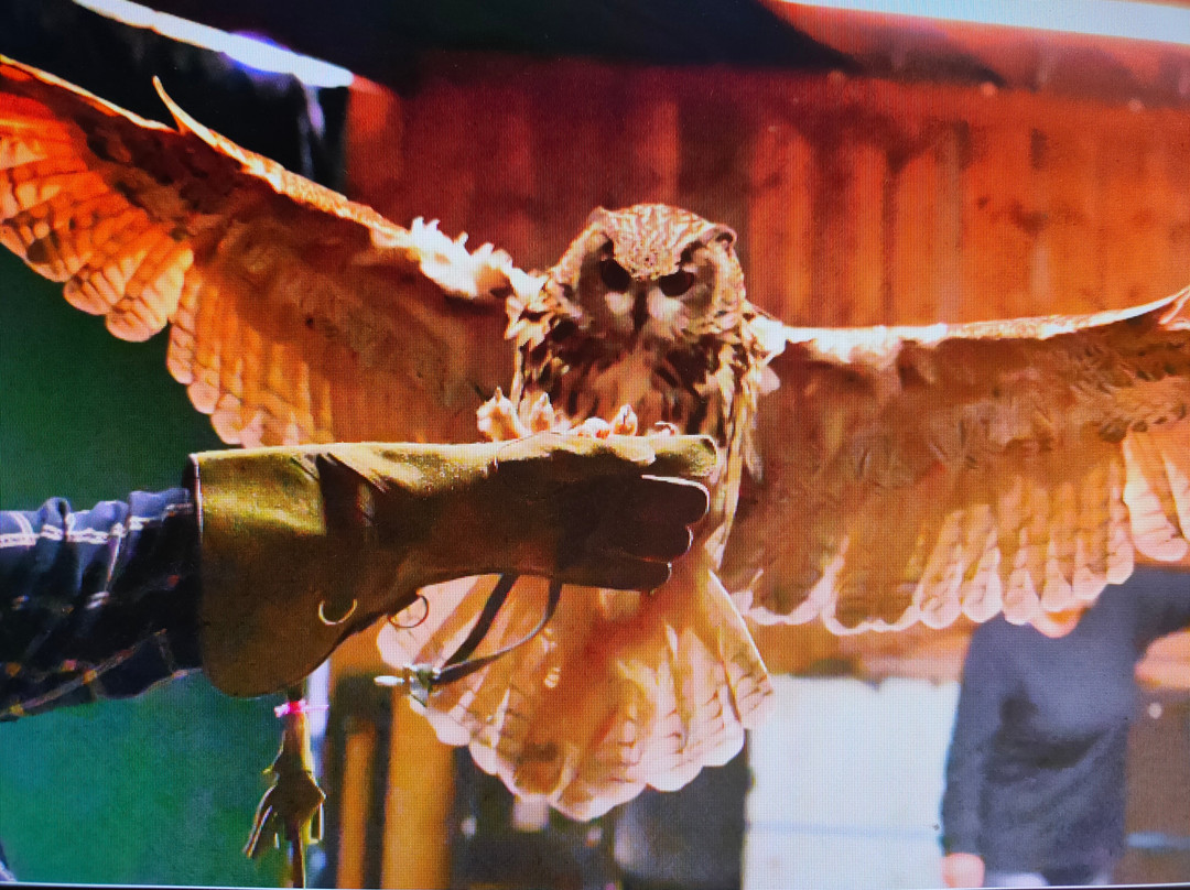 ARD Birds of Prey-Rosliston必去景点