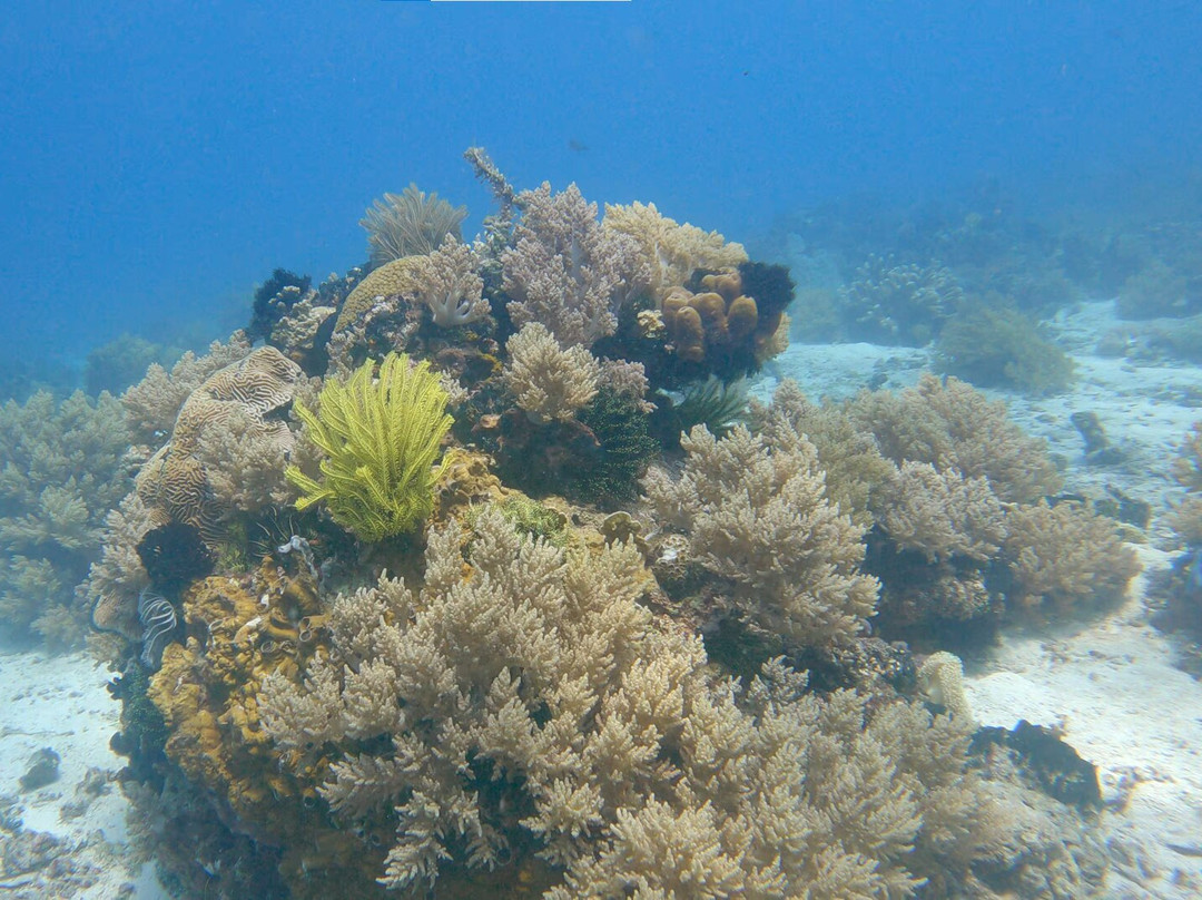 Seaquest潜水中心景点图片