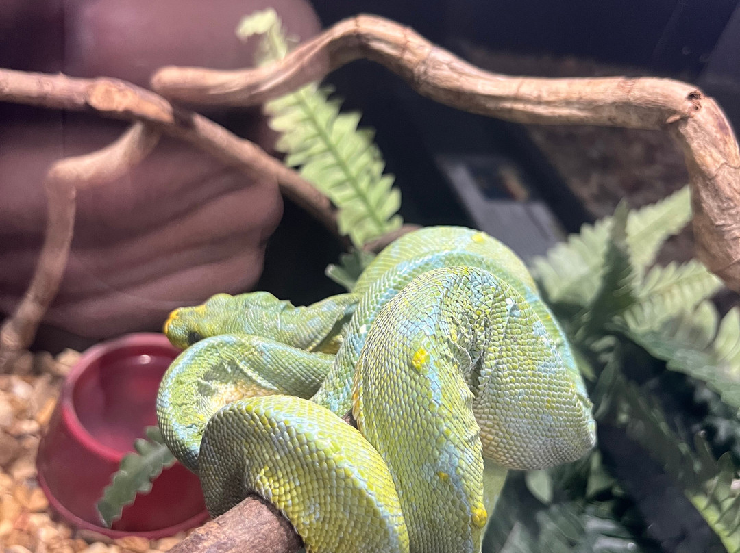 Reptile World Serpentarium-圣克劳德必去景点