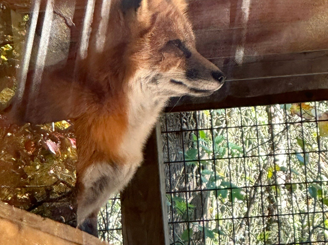 Little Ponderosa Zoo-Clinton必去景点
