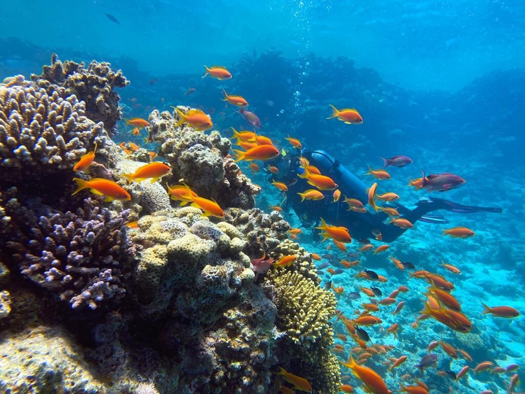 Shams Dive Centre-达哈卜必去景点