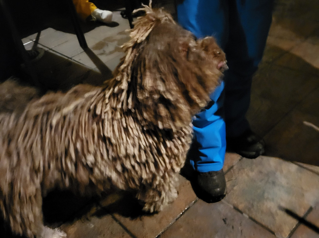 The Harp-索而多必去景点