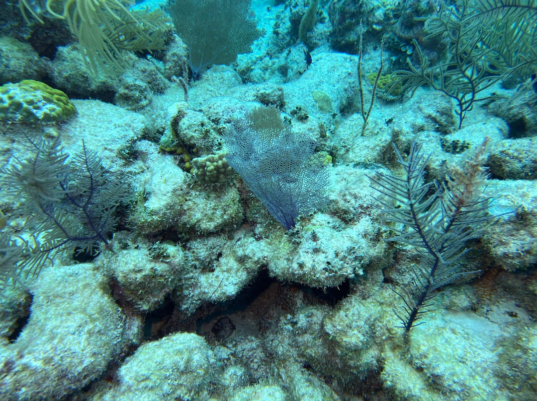 Library Reef-Grand Turk必去景点