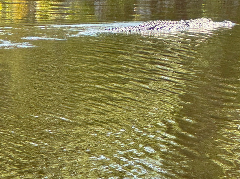 Wilderness Boat Tours-蓬塔戈尔达必去景点