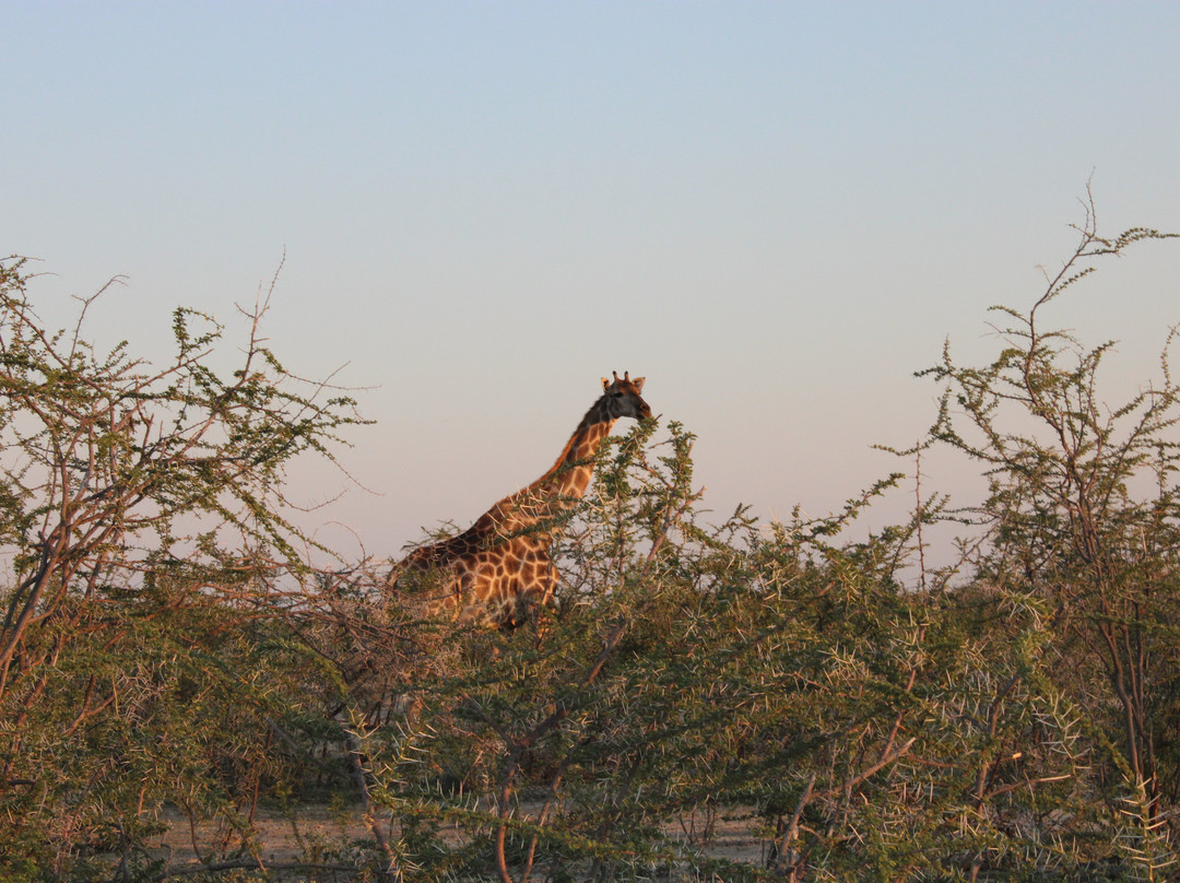 Safari World Tours-温德和克必去景点