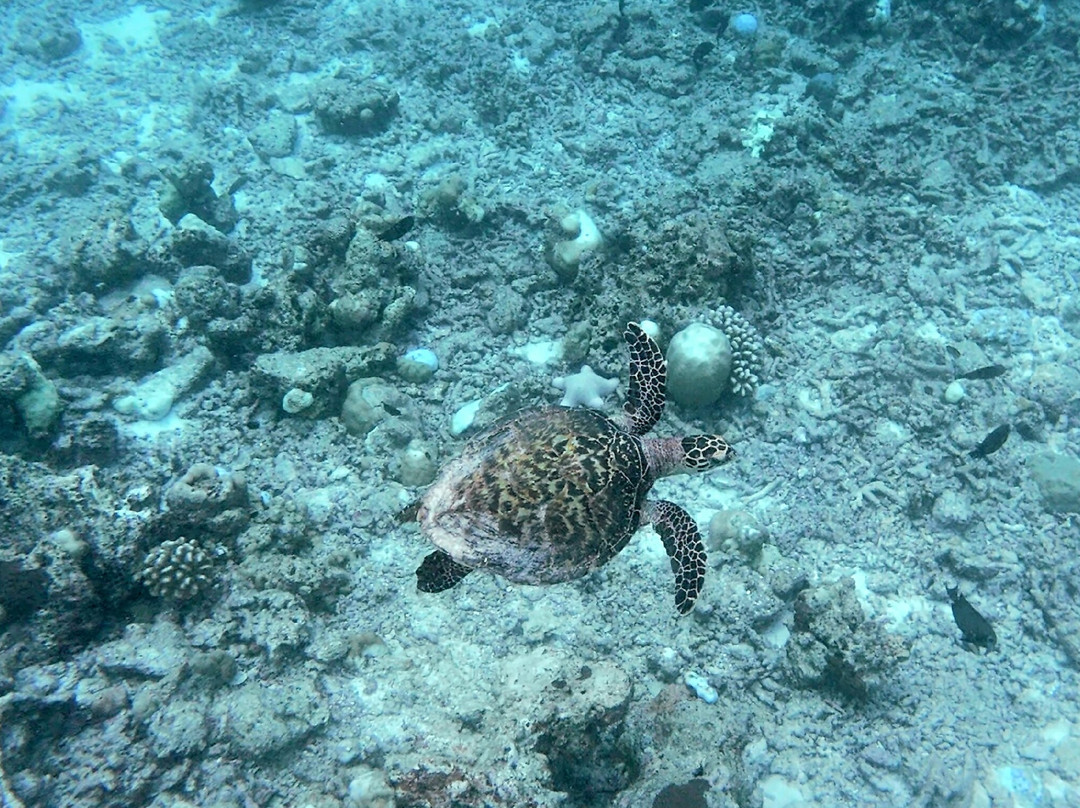 Sun Siyam Diving-伊露岛必去景点