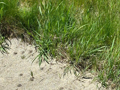 Ambassador Golf Club-温莎堡必去景点