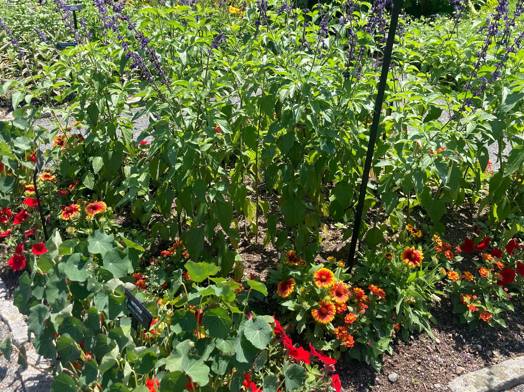 Charlotte Rhoades Garden and Butterfly Park景点图片
