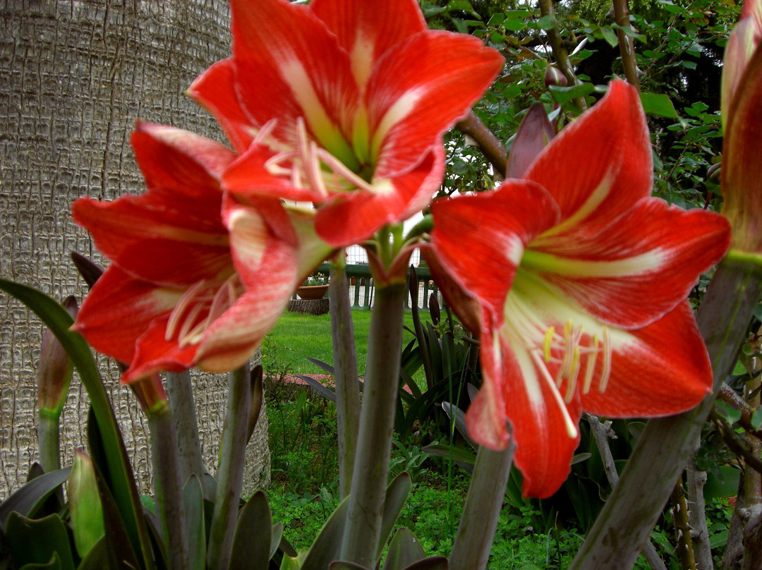 卡萨马西马酒店住宿-假日公寓酒店