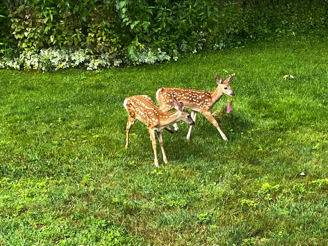 The Cliffs Bed & Breakfast At Sodus Point主图
